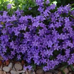Campanula