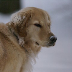 The Solace Of Fierce Landscapes