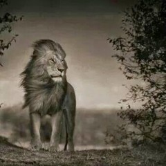 Wisdeh