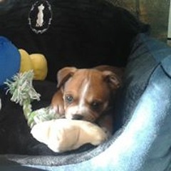 Jochie Staffordshire