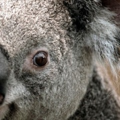 Артём Обыкновенный