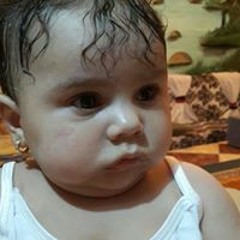 صقر الجزيره