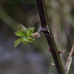 Sebastián Cienfuegos