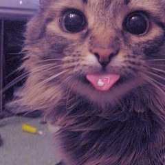 TABBY CAT