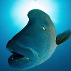 Lynton Francois Burger