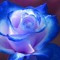 BlueRose
