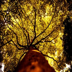 The Tree: Communicating climate change