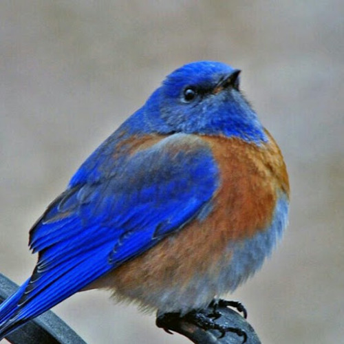 Blue Bird’s avatar