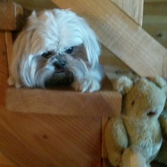 doggy lover