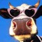The_cow
