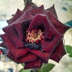 Frida Alejandra Sarabia