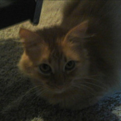 Samystone Effervescent