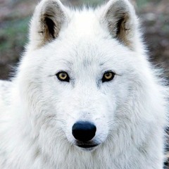 Arctic Wolf of Awsomeness