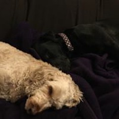 03-In Diesen Heil'gen Hallen - Mozart