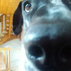 Hakke-rolf van Frenchcore