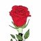 imane