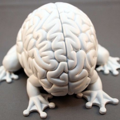 Tortoise. TNT, The Equator