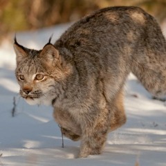 Eurasian Lynx