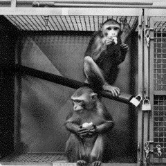 The Human Zoo Project