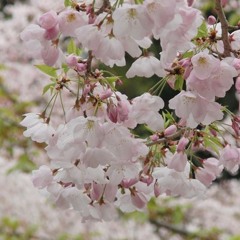 ユーザー海 (ウミ)