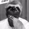 ArcticSloth