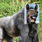 monkey ape