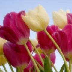 ‫لحن  حياة‬‎