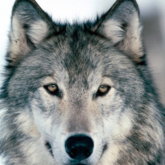 Ryan Wolf