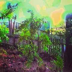 Solamon Rufus-wilson