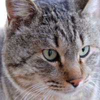 ひさしんし S Stream