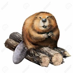 HeavyBeaver