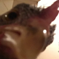 The Chicken Tender