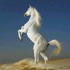 عربي