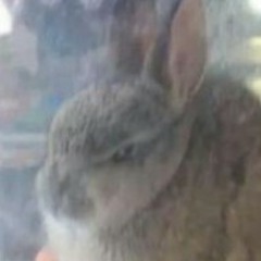 Teh Interweb Buni Pyro)