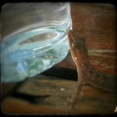 Leaders of the Free World (Elbow cover)