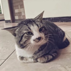 オレンジ猫