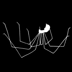 Pholcus