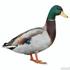 snorydr