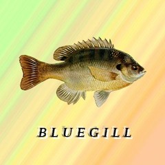 bluegill
