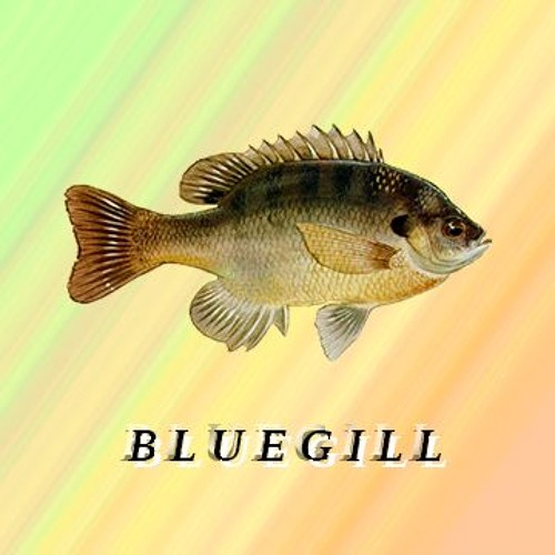 bluegill’s avatar