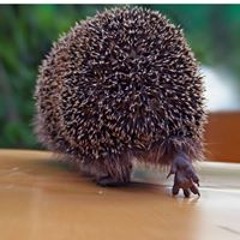 Андрей Захаров