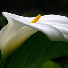 Ellen Rhiannon Garbutt