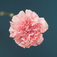 carnation.lr