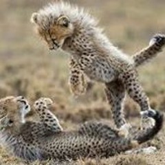 سورة المؤمنين بصوت فضيلة الشيخ مشاري الفاسي(صدقة جارية علي روح ابن عمتي)(احمد كارم) الثواب ان شاء الله في اجر المتوفي و المستمع