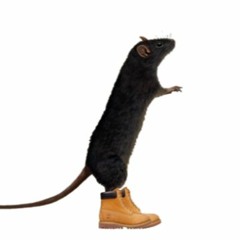 lil roRo