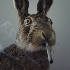 Mr.Rabbit