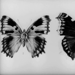 Negs