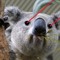 _koala
