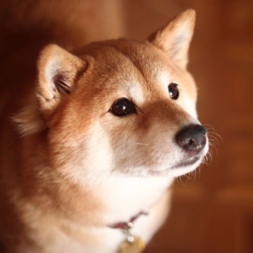 SHIBA様専用 neuroid.uprrp.edu