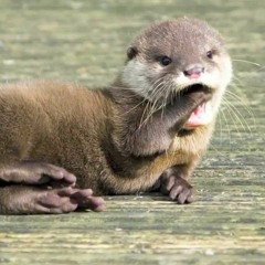 Swamp Otter